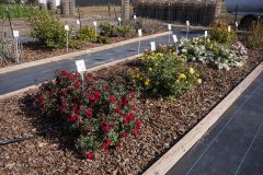 Rosa Serenity Red_Z6S3903