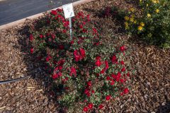 Rosa Serenity Red_Z6S3920