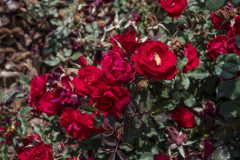 Rosa Serenity Red_Z6S3928