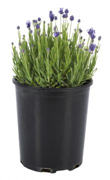 Lavandula La Petite Blue_Z6S3579