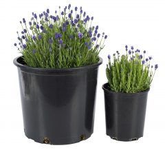 Lavandula La Petite Blue_Z6S3587