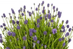 Lavandula La Petite Blue_Z6S3588
