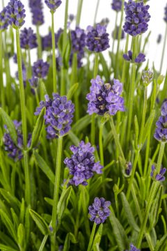 Lavandula La Petite Blue_Z6S3591
