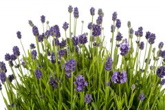 Lavandula La Petite Blue_Z6S3594