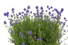 Lavandula La Petite Blue_Z6S8191