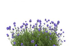 Lavandula La Petite Blue_Z6S8196
