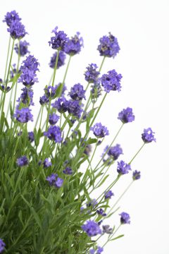 Lavandula La Petite Blue_Z6S8198