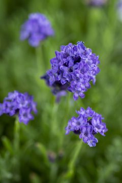 Lavandula La Petite Blue_Z6S8208