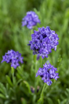 Lavandula La Petite Blue_Z6S8214