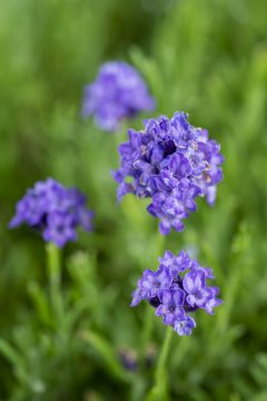 Lavandula La Petite Blue_Z6S8217