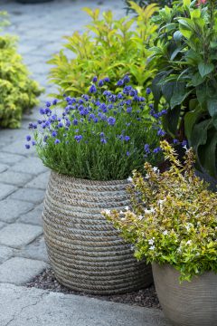 Lavandula La Petite Blue_Z6S8463