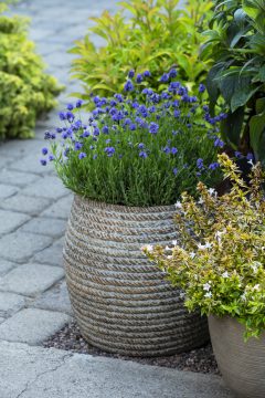 Lavandula La Petite Blue_Z6S8465