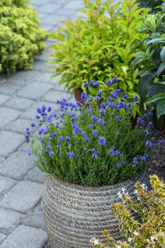 Lavandula La Petite Blue_Z6S8468