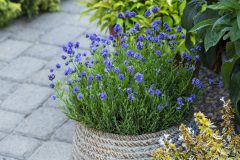 Lavandula La Petite Blue_Z6S8471