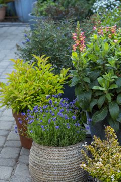 Lavandula La Petite Blue_Z6S8473