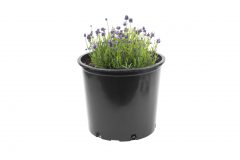 Lavandula La Petite Blue_Z6S8704