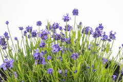 Lavandula La Petite Blue_Z6S8709