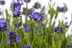 Lavandula La Petite Blue_Z6S8712