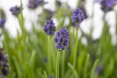 Lavandula La Petite Blue_Z6S8716