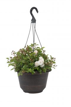 Rosa Scentifall Blush_Z6S8719