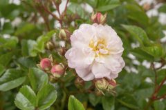 Rosa Scentifall Blush_Z6S8750