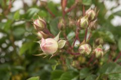 Rosa Scentifall Blush_Z6S8752