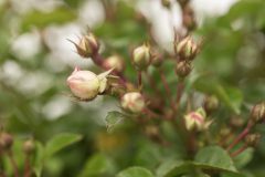 Rosa Scentifall Blush_Z6S8754