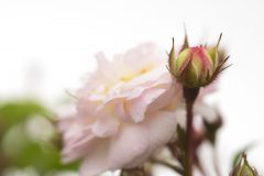 Rosa Scentifall Blush_Z6S8765