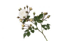 Rosa Scentifall Blush_Z6S9298