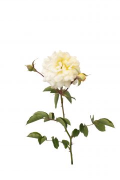 Rosa Scentifall Blush_Z6S9332