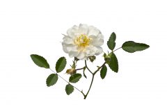 Rosa Scentifall Blush_Z6S9376