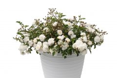 Rosa Scentifall Blush_Z6S9394