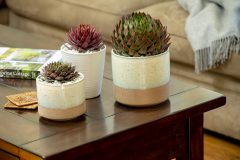 Sempervivum SuperSemps Collection_Z6S8026