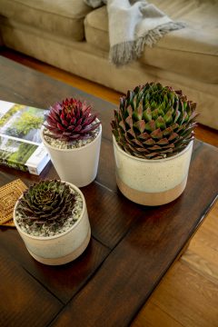 Sempervivum SuperSemps Collection_Z6S8034