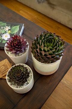 Sempervivum SuperSemps Collection_Z6S8038