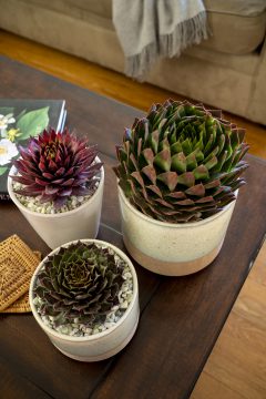 Sempervivum SuperSemps Collection_Z6S8039