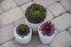 Sempervivum SuperSemps Collection_Z6S8062