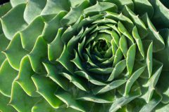 Sempervivum SuperSemps Emerald-001