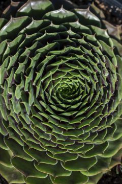 Sempervivum SuperSemps Emerald-003