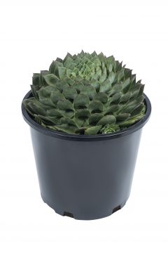 Sempervivum SuperSemps Emerald-102