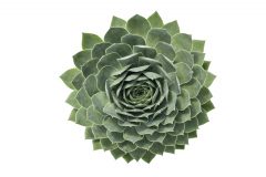 Sempervivum SuperSemps Emerald-103