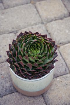 Sempervivum SuperSemps Emerald_Z6S8042