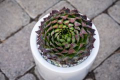 Sempervivum SuperSemps Emerald_Z6S8054