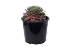 Sempervivum SuperSemps Jade-102