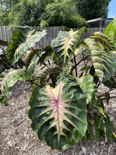 Colocasia Royal Hawaiian Waikiki-0025