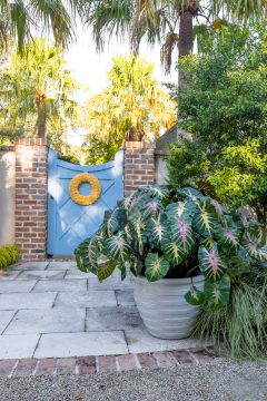 Colocasia Royal Hawaiian Waikiki_PDS03415