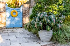 Colocasia Royal Hawaiian Waikiki_PDS03426