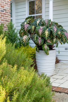 Colocasia Royal Hawaiian Waikiki_PDS03493