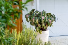 Colocasia Royal Hawaiian Waikiki_PDS03554