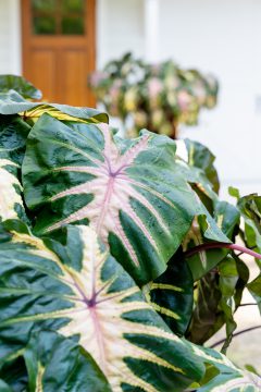 Colocasia Royal Hawaiian Waikiki_PDS03560
